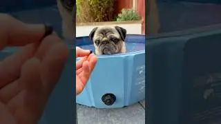 A dog&rsquo;s SECRET! 🤫 #pugs #dogs #dogshorts