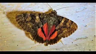 Catocala coniuncta   Greece by Theo