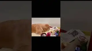 可爱狗狗们的出糗爆笑瞬间 #funny#shorts #laugh #dogs