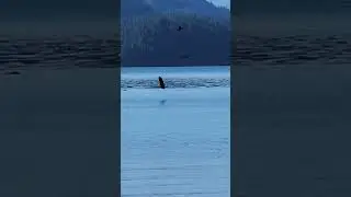 Bald Eagle Bullies Heron To Death