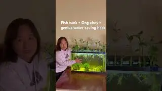 Ong Choy + Fish Tank = Genius Water-Saving Hack