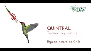 Quintral
