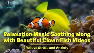Relaxation Music Soothing along with Beautiful Clown Fish Videos for Relieve Stress and Anxiety
