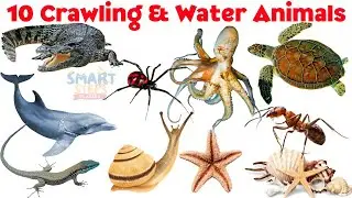 Learn 10 Crawling & Sea Animals for kids | Water and Crawling Animals Names
