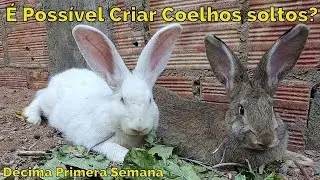 Minha Criação de Coelhos Gigantes Soltos