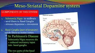 Brain Damage