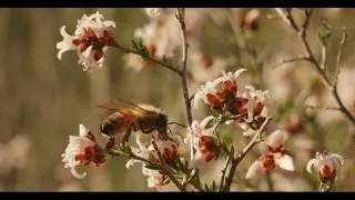 Filming Nature with a 60mm lens - Slightly better results