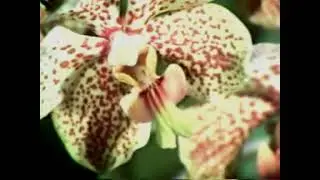 L'aventure Des Plantes   1982   04   L'architecte et la fleur