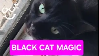 ASMR Black Cat Tingles 🐈&zwj;⬛ | Intense Scratching, Purring & Layered Sounds for Deep Relaxation