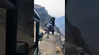 Cactus man vs wild bear fight in mountain