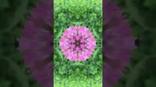 Red Clover Flower Kaleidoscope