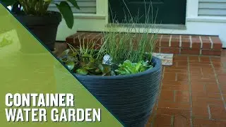 Easy Container Water Garden For Your Patio