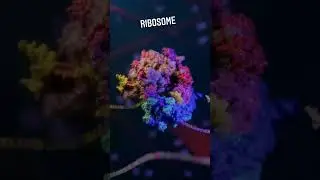 A ribosome translate a protein #tgt #cellreference #biologylecture #biology #nvstgtscience #trna