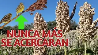 Trampa De Espantar Pajaros Increíble