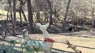 More Bucks, Doe, And Turkeys 12/29/25