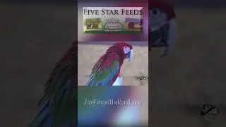 🦜 Пятизвездочный ресторан в Порт-Артуре &mdash; с участием владелицы Тины Бин и ее яркого попугая ара п...