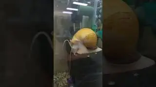 #청소하는 #애플스네일 #수족관