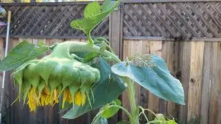 The Depressed Sunflower