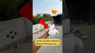 1 year purani kabutar wapas bhaag aayi 🕊️🥰 #trending #shorts #viral #vlog
