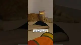 Cat Energy😈⚡️ - Cats Recharge In Sun To Shoot Lazer Beams At Night😂 #cat #catfunny #catlover #cats