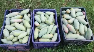 Total mango stock live video