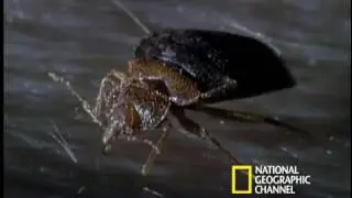 NAT GEO bed bugsk