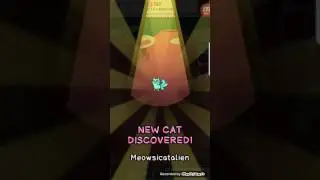 Cat evolution part 1