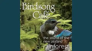 Rainforest Canopy