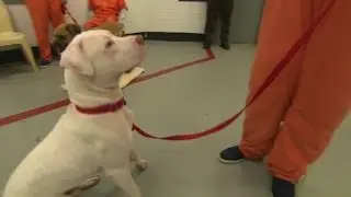 Inmates and dogs train and bond in jail