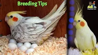 Cockatiel parrot Breeding & care tips | cocktail parrot | Cocktail bird | Parakeet | Birds