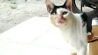 Kasih Kesempatan Kokor Untuk Berdiri