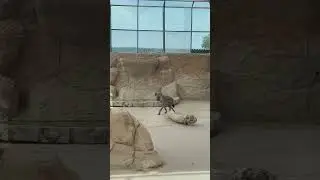 Hyana in Emirates Park Zoo and resort abu dhabi #shamigondal40 #videoghraphy #travel #tour #nature
