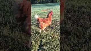 😅 Fierce Pose #funnychicken #strikeapose #shorts