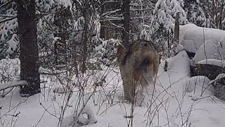 Trail Cam Tales: Lens Of The Forest Ghosts Part 3