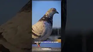 pigeon talent 🌟 #shorts #shortvideo #science #horror #knowledge #viral #facts #anime #trending #ai