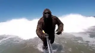 Bigfoot Goes Surfing at Piha Beach