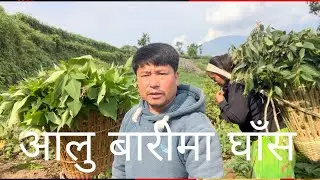 आलु बारीमा घाँस #daily grass#nature #dhading #nepal