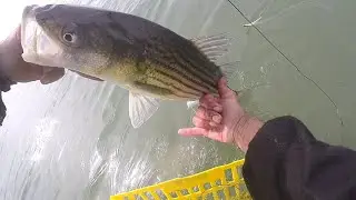 Fly Fishing for Striped Bass - EARLY SPRING STRIPERS - Fast Full Sink & Deceivers