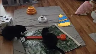ASMR Large Cat Family Behaving Inside 🐈 Cozy Cat Play Time #asmr #cats #purr #cozy #catplay #catlife