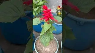 Salvia splendens | Best Summer Flowering Plant #plants #indoorplants #gardening #ytshorts