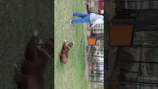 Olde English Bulldogges @hcsbulldogges2848 Evolution's Ice 🧊 !! working Bulldogges
