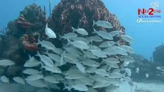 Armageddon & Swirling Reef of Death, 01/07/20