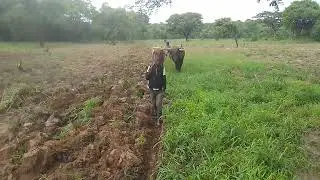 Plaughing 2 Hectors 
