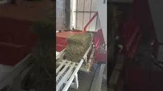 mise en petites bottes du foin séché en grange