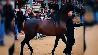 Beautiful Anglo-Arabian Horses