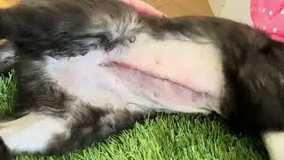My cat after surgery to repair Mega Colon #megacolon #catsurgery