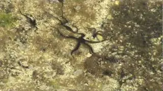 蜈蚣櫛蛇尾（海蜈蚣、海時鐘）行走