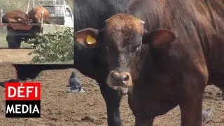 Socovia:  des bœufs atteints de fièvre aphteuse ?
