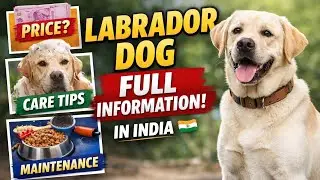 Labrador Dog Full Information 🐕 | Price, Care & Maintenance in India 🇮🇳 @ASpetsInfo