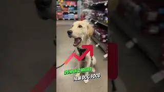 How to Switch Your Puppy to Adult Dog Food KNOWLEDGE BITE #15 #shorts #puppy#golden#knowledge #love